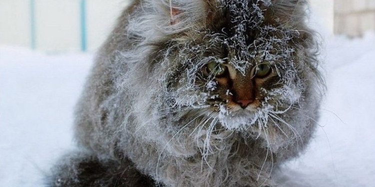 Завтра в Украине без существенных осадков, температура до -6