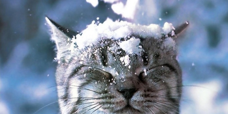 Завтра в Украине без существенных осадков, температура до -6