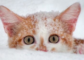 Завтра в Украине без существенных осадков, температура до -6