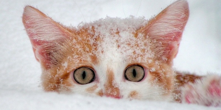 Завтра в Украине без существенных осадков, температура до -6