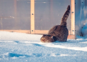 Завтра в Украине без существенных осадков, температура до -6