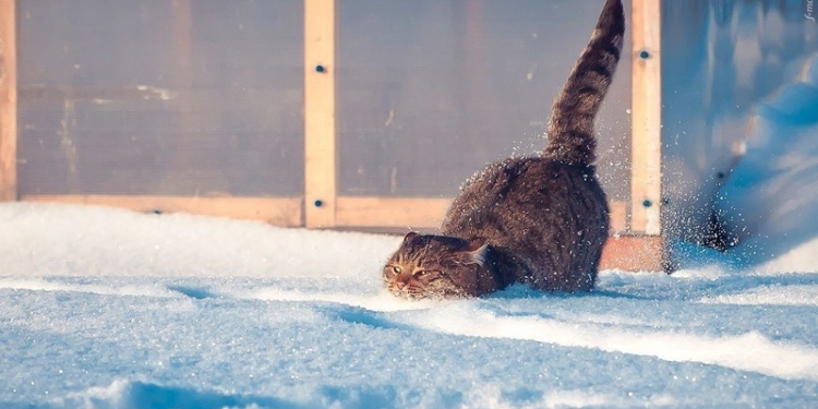 Завтра в Украине без существенных осадков, температура до -6