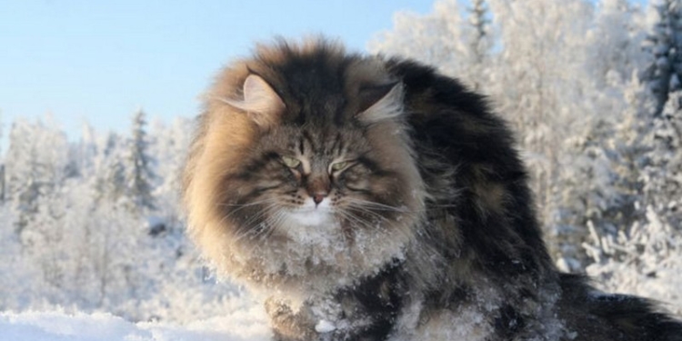 Завтра в Украине без существенных осадков, температура до -6