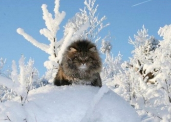 Завтра в Украине без существенных осадков, температура до -6