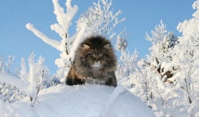 Завтра в Украине без существенных осадков, температура до -6