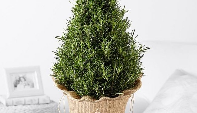 Полезная альтернатива. Новая рождественская мода – “елочки” из розмарина