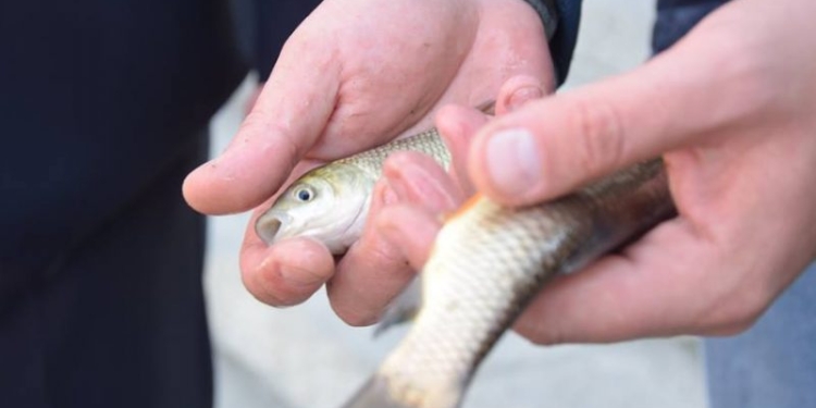 Зарыбление водоемов Николаевской области. Куда выпустили более 2 млн.экземляров молоди рыб