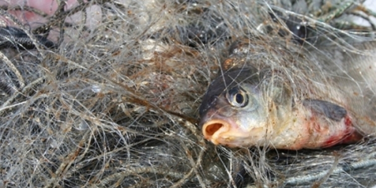 Николаевский рыбоохранный патруль за неделю изъял 68 кг рыбы без документов и 51 запрещенное орудие лова