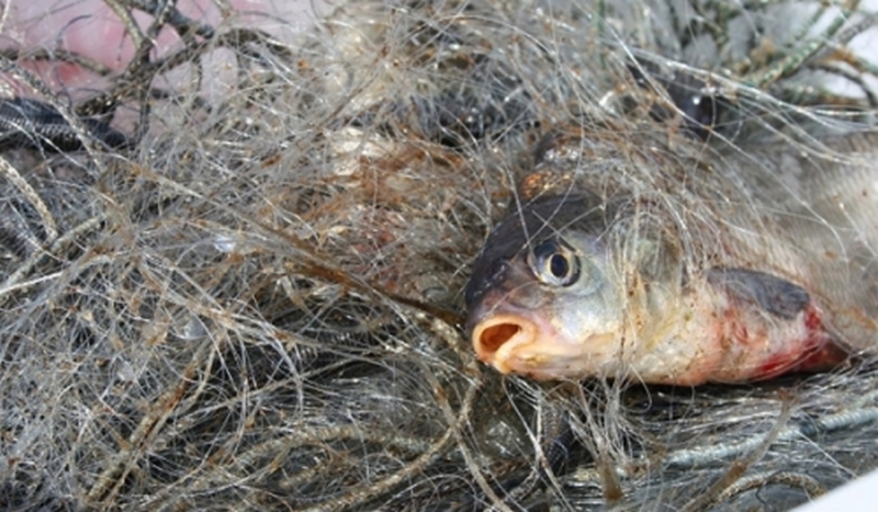 Николаевский рыбоохранный патруль за неделю изъял 68 кг рыбы без документов и 51 запрещенное орудие лова 1