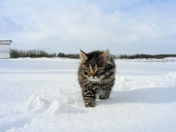 Снегопад на Николаевщине заканчивается. А завтра обещают без существенных осадков и до +4 днем 1
