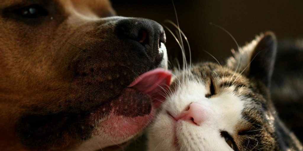 У Миколаєві власники тварин теж можуть отримати допомогу - кормами для котів і собак (ВІДЕО) 1