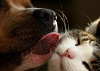 Переступив родовую вражду: собака спасла кота, который не мог выбраться из бассейна