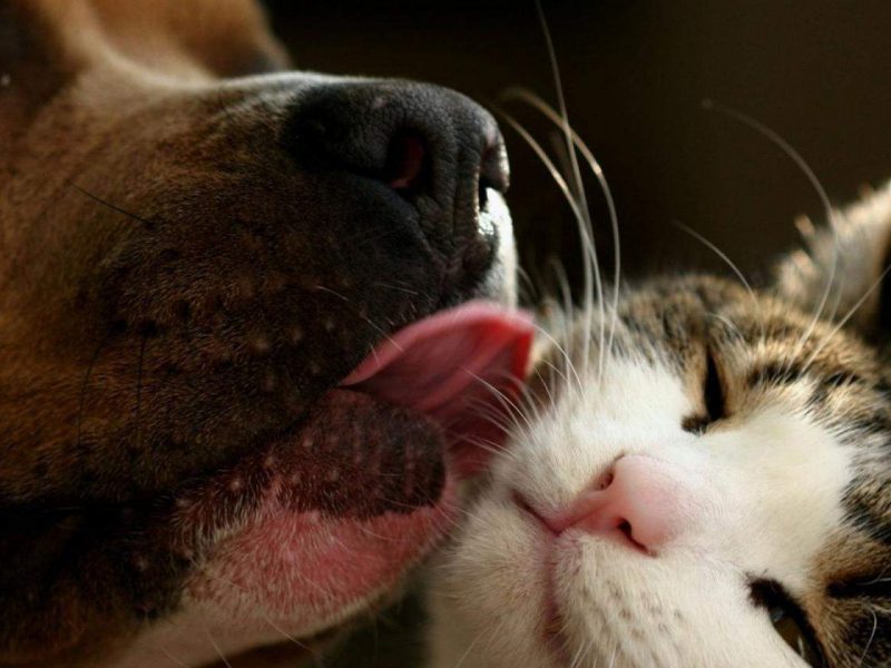 У Миколаєві власники тварин теж можуть отримати допомогу – кормами для котів і собак (ВІДЕО)