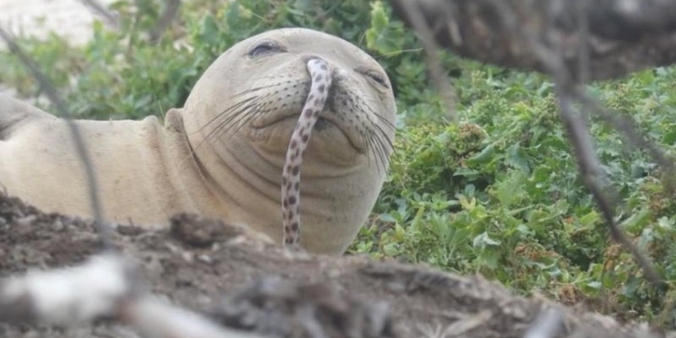 Кто чья добыча? На Гавайях начали замечать тюленей с угрями в ноздрях