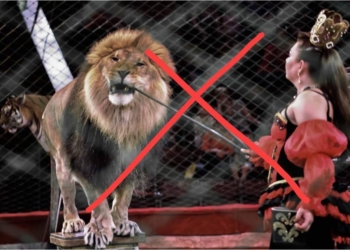 Кабмин одобрил запрет на использование животных в цирках