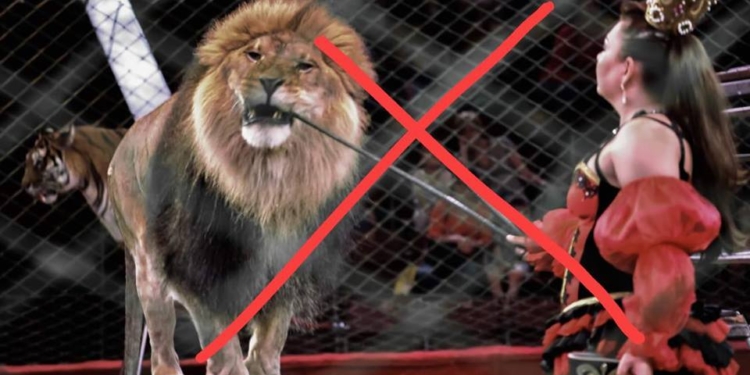 Кабмин одобрил запрет на использование животных в цирках