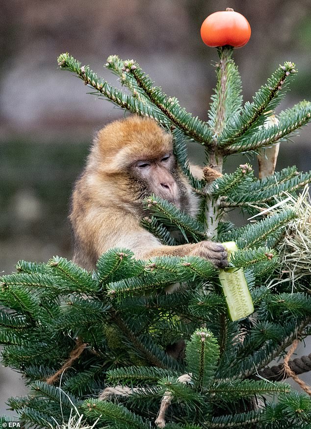 В Берлинском зоопарке животным скормили новогодние елки 3
