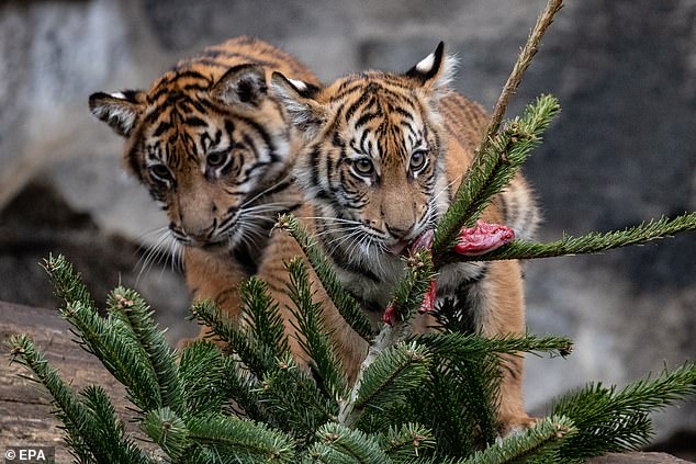 В Берлинском зоопарке животным скормили новогодние елки 5