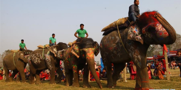В Непале состоялся конкурс красоты слонов