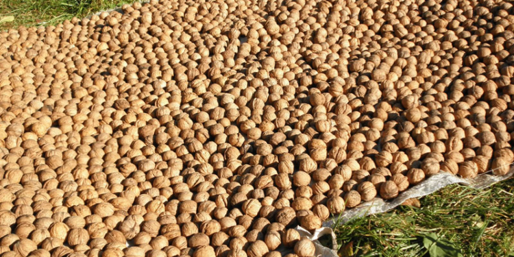 Украина – на третьем месте в мире по сбору грецкого ореха