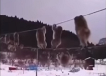 Чтобы лапки не мерзли: в заснеженной Японии обезьяны предпочитают передвигаться по электропроводам