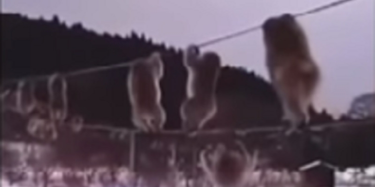 Чтобы лапки не мерзли: в заснеженной Японии обезьяны предпочитают передвигаться по электропроводам