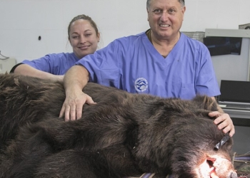 Зоозащитники привезли из Британии в Армению «человеческого» стоматолога, чтобы полечить зубы спасенному из неволи медведю