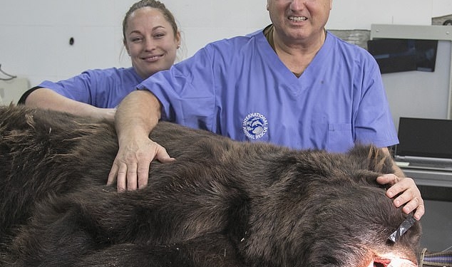 Зоозащитники привезли из Британии в Армению «человеческого» стоматолога, чтобы полечить зубы спасенному из неволи медведю