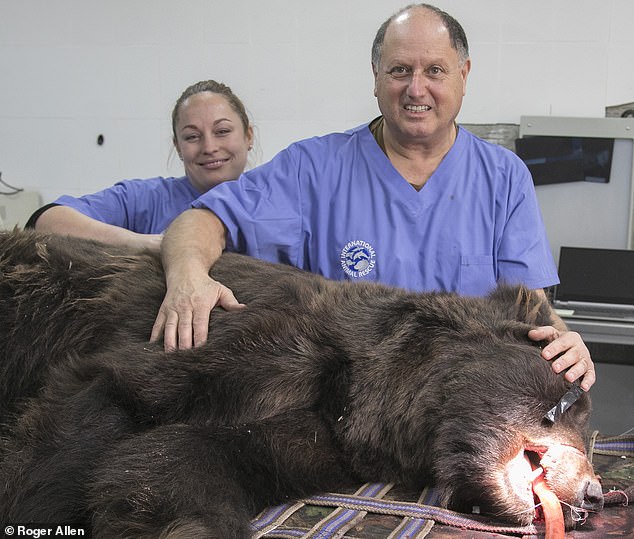 Зоозащитники привезли из Британии в Армению «человеческого» стоматолога, чтобы полечить зубы спасенному из неволи медведю 1