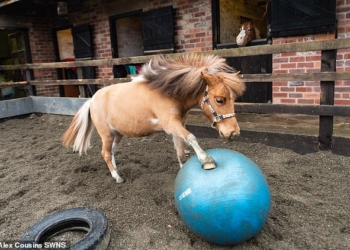 Когда желание очень сильно: в Британии годовалый пони стал футболистом