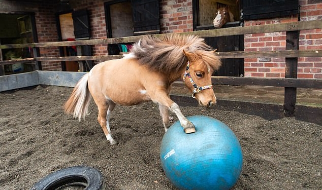 Когда желание очень сильно: в Британии годовалый пони стал футболистом