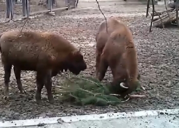 И пожевать, и поиграть: как питомцы Николаевского зоопарка используют новогодние сосны