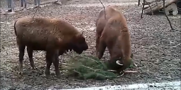 И пожевать, и поиграть: как питомцы Николаевского зоопарка используют новогодние сосны