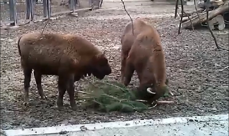 И пожевать, и поиграть: как питомцы Николаевского зоопарка используют новогодние сосны 1