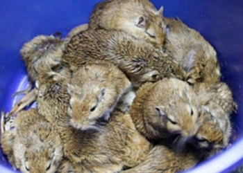 Женщина примотала к своим ногам 24 мыши-песчанки, чтобы провезти их на территорию Таиланда