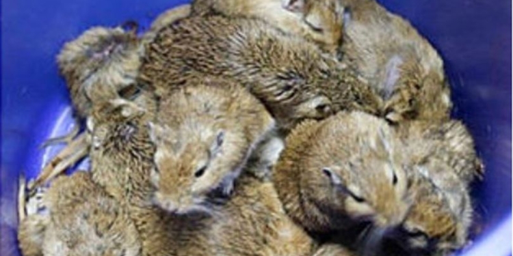 Женщина примотала к своим ногам 24 мыши-песчанки, чтобы провезти их на территорию Таиланда