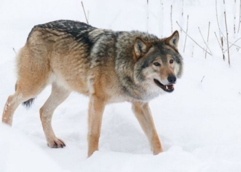 В Финляндии женщина разводила волкособов – у нее нашли более 60 животных