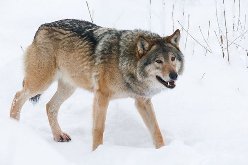 В Финляндии женщина разводила волкособов – у нее нашли более 60 животных 1