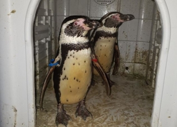 В Британии молодой человек пошел на кражу со взломом, чтобы выкрасть из зоопарка пару пингвинов Гумбольта