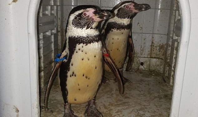 В Британии молодой человек пошел на кражу со взломом, чтобы выкрасть из зоопарка пару пингвинов Гумбольта