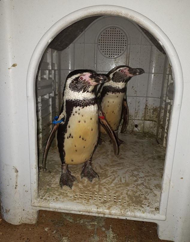 В Британии молодой человек пошел на кражу со взломом, чтобы выкрасть из зоопарка пару пингвинов Гумбольта 1