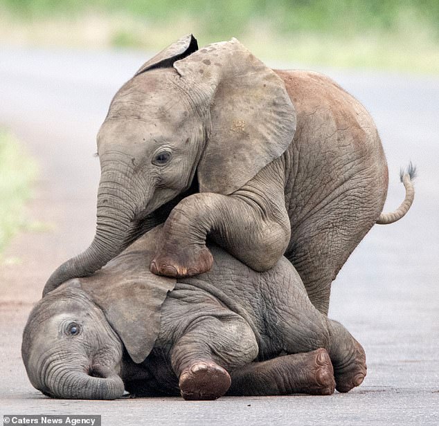 Дети – всегда дети: фотограф из Нидерландов «подсмотрела» играющих слонят 1