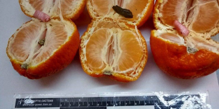 Это вам не апельсинки наколотые: мандарины, начиненные наркотиками, пытались передать в Николаевский СИЗО