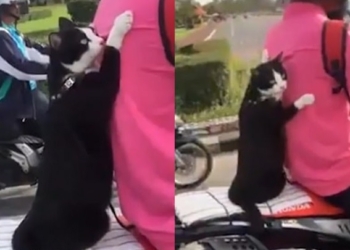 Пассажир мотоцикла должен быть в шлеме. Но для этого кота правила не писаны