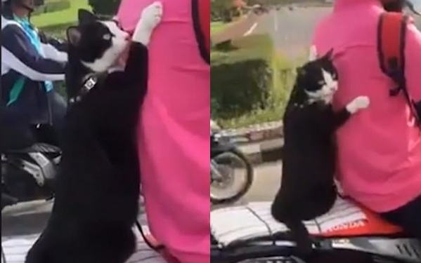 Пассажир мотоцикла должен быть в шлеме. Но для этого кота правила не писаны