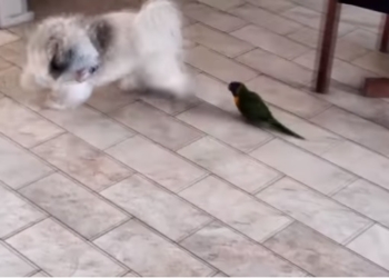 Маленький – не значит безобидный: попугай просто загонял собаку