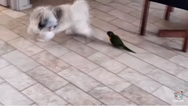 Маленький – не значит безобидный: попугай просто загонял собаку