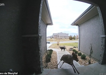 А что это было? Запрыгнувший на крыльцо дома олень озадачил лабрадора
