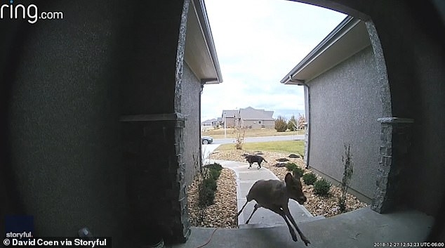 А что это было? Запрыгнувший на крыльцо дома олень озадачил лабрадора