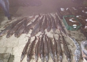 Предпринимателя из Херсона и жителя Очакова будут судить за незаконный вылов 300 кг осетровых на Николаевщине